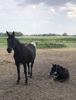 Hier wartet Ihr Traumhaus auf Sie - in Bernau - Bernau (Berlin)