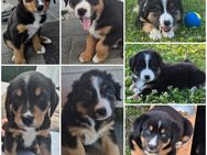 Welpen abzugeben-Berner Sennen-/Appenzeller-Mix und reinrassiger Australien Shephert - Otzing