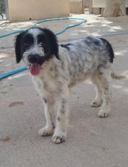 Gominola wartet auf ihre Familie - Duisburg