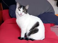 KARDOULIS - fröhlicher Kater (FIV/FeLV +) sucht Sonnenplatz - Berlin