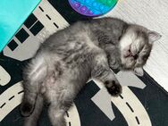 Babykatzen ! Süßen Britisch Langhaar Babys Suchen dringend ein neues Zuhause. - Köln