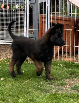 Belgische Schäferhundwelpen abgabebereit - Grevesmühlen Zentrum