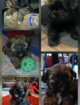 Havaneser Welpen - Kassow