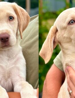 Labrador Welpe Rüde Weiß Champagner beige - Viersen