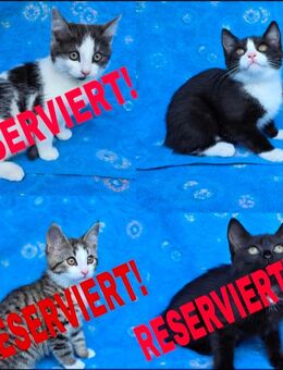 Noch 1 weibliches Kitten Katzenbaby Katzen - Schwarzenbek