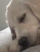 Pyranäen Welpe in 28217