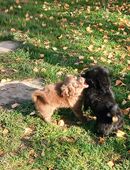 Bolonka Zwetna Welpen, Rüden in 55743