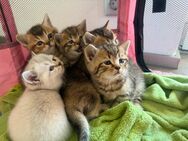 BKH katzenbabys kitten - Prien (Chiemsee)