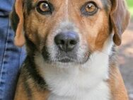 Winton - Traumhund sucht Zuhause - Kirchlengern