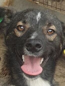 HEIKO-ein Freund fürs Leben, 49 cm - Rösrath