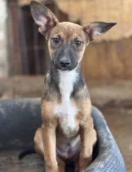 Thalina, süßes Teddyschnäuzchen 🐾 - Elsdorf (Nordrhein-Westfalen)