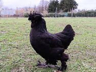 Sultanhühner schwarz sehr selten Hahn Hennen Hühner - Malliß