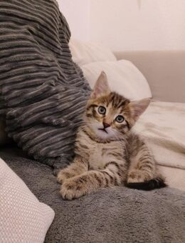 Männliches Kitten abzugeben 12 Wochen EKH/ Maine Coon Mix - Düren