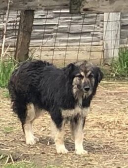 Gloria sucht spezielle Menschen❤️🍀 - Mannheim