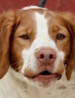 Ralf, aufgeweckt, menschenbezogen - Westerholt