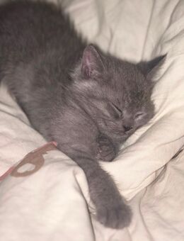 BKH Kitten Grau - Gelsenkirchen Resse