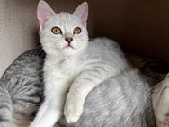 Süße Britisch-Kurzhaar -Russisch-Blau Kitten - Kreuzau