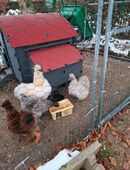 Seidenhühner in 52152