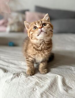 BKH Kitten - Schrozberg Zentrum