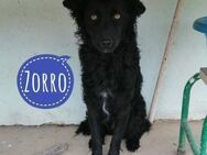 Zorro ein Traumcharakter - Flörsheim-Dalsheim