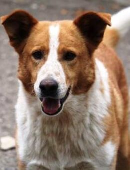 Levin ist ein schöner und lieber Kerl! - Karben