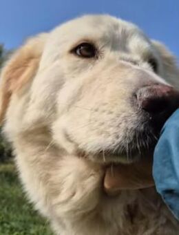 CARLOTTA - wunderschöne Seele sucht 💕 - Marienfließ