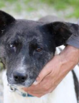 Unja - aparte, verschmuste Hündin - Lohra