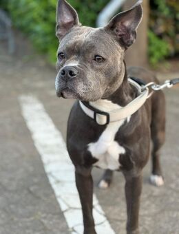 Nala, Hündin 3 Jahre jung - Holzminden