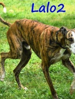 Lalo2 wunderschöner junger Galgo 9/23 ES - Ruppertsecken