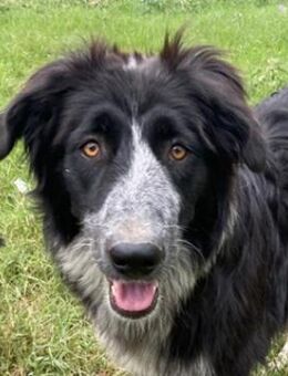 Lessa, geb. ca. 09/2022, Griechenland - Markdorf