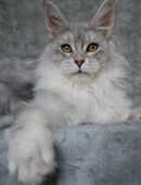 MAINE COON, weibl. kastriert, 7 Monate, mit Stammbaum vom Vereinszüchter in 30539