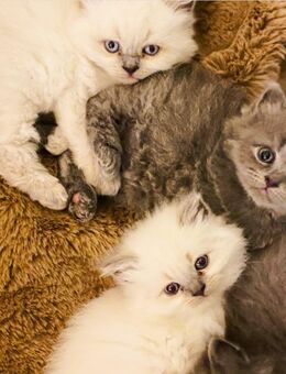 BLH / BKH Kitten suchen ab Dezember ein Zuhause - Köln