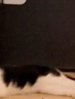 2 Jahre alte Katze zu verkaufen - Stuttgart