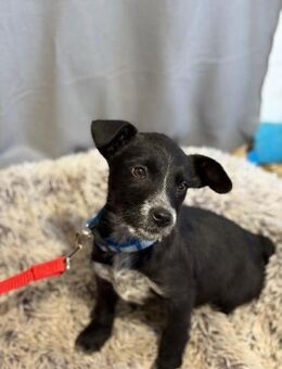 Gerta - süßes Hundemädchen - Köln