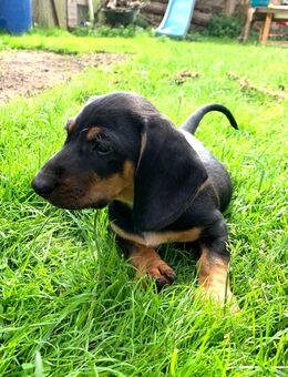 Hundewelpen - Walkendorf