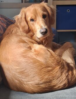 Golden Retriever - Gera