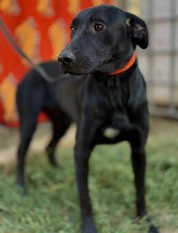 🐾Labrador Junghund Nero sucht dich🖤 - Eislingen (Fils)