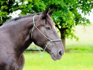 Tierfotos|Tierfotoshooting|Fotografin|Fotoshooting|Fotograf gesucht? - Bad Lippspringe
