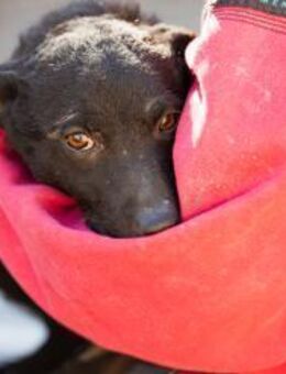 Jane 💗 aktives, liebes Hundemädchen - Hamburg