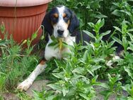 Liebevolle Huendin sucht ein Zuhause - Sulzdorf (Lederhecke)