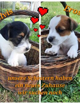 Jack Russel Rauhaar Terrier Welpen - Leibertingen