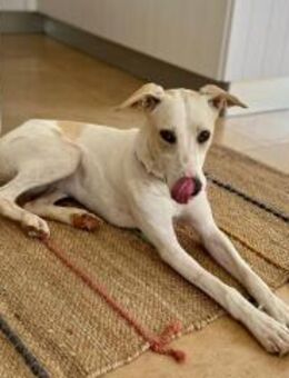 Nancy sucht ein Zuhause von D aus - Rieden (Rheinland-Pfalz)