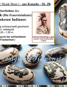 ♥ Historische Bohne Flagg,Irokesen Indianer Bean 16Jh Kanada Reiserbohne der Mohawk Garten schwarz weiß Tulpenstolz,alte Sorte samenfest Rarität Sortenvielfalt - Hamburg