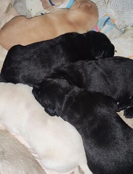 Labradorwelpen - Ettenhausen (Suhl)