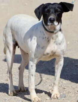 Gaia, sehr sozial, sanft,menschenbezogen - Westerholt