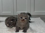 BKH Kitten - Herne