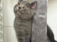 BKH Junge/ Mädchen kitten in grau ! - Vrees