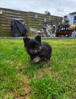 Pomeranian Yorkshire Welpen - Faßberg