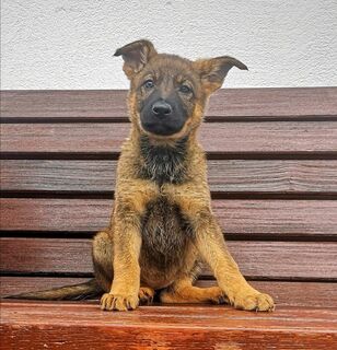 Deutsche Schäferhundwelpen