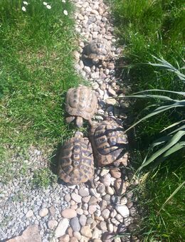 5 griechische Landschildkröten THB zu verkaufen. Nur als Gruppe. - Heimsheim